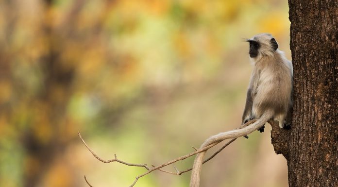 The Mystical Triangle- Maheshwar, Mandu & Omkareshwar