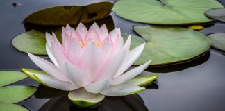 What Bihar Needs is the Renaissance of ‘Vihari Identity’